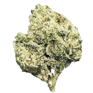 Secret Cookies THCA Flower enlarged Bud