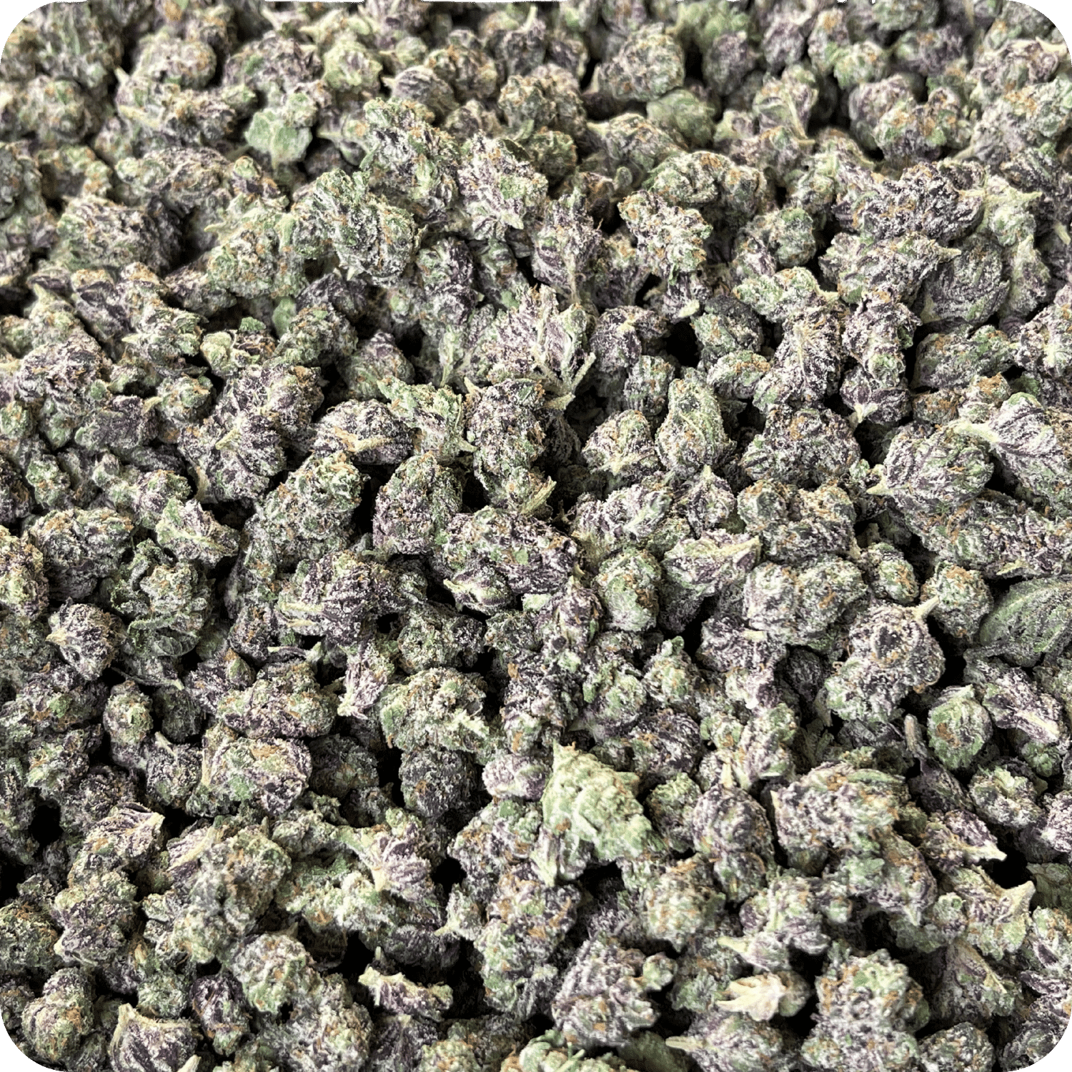 Pineapple Punch THCA Mediums (Sativa) - 41.87% Insanely Potent