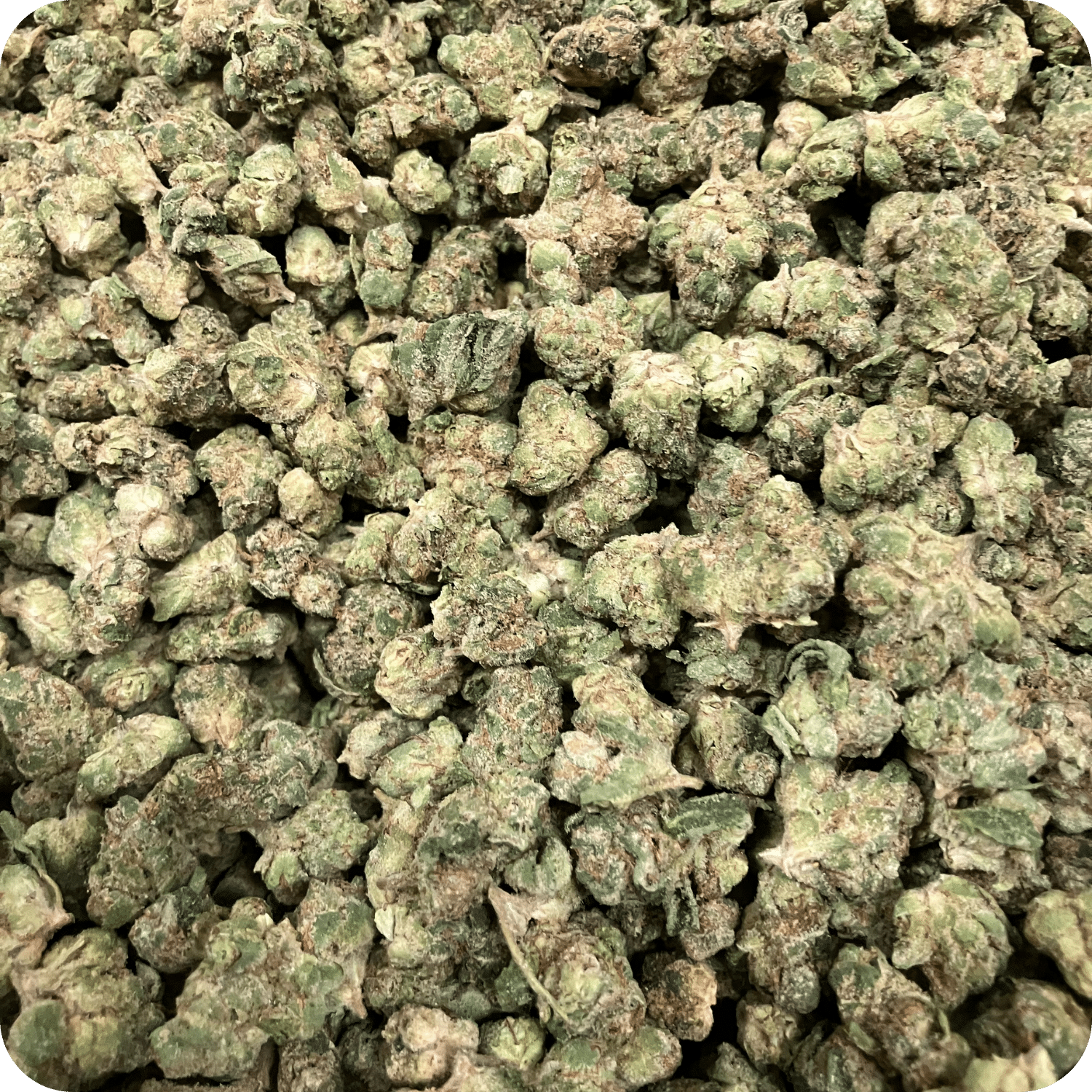 Bankrupt THCA Flower (Sativa) - 30.47% Extremely Potent - Image 2